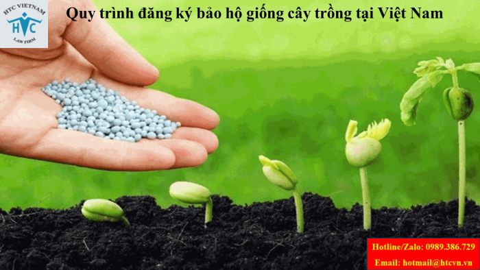 QUY TRÌNH ĐĂNG KÝ BẢO HỘ GIỐNG CÂY TRỒNG TẠI VIỆT NAM